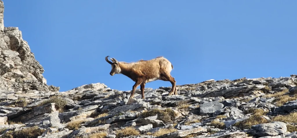 A SHOT OF THE FAMOUS RUPICAPRA DURING the Easy Trail Olympus Summit hike