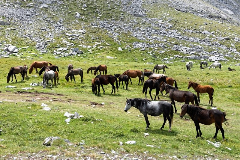 Wild horses on Mount Olympus DURING the Easy Trail Olympus Summit hike